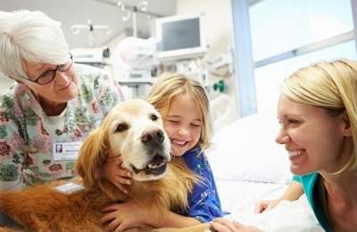 Pet Therapy- Nurse Introduces Golden Retriever to Pediatric Patient