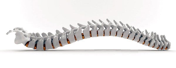 A model spine