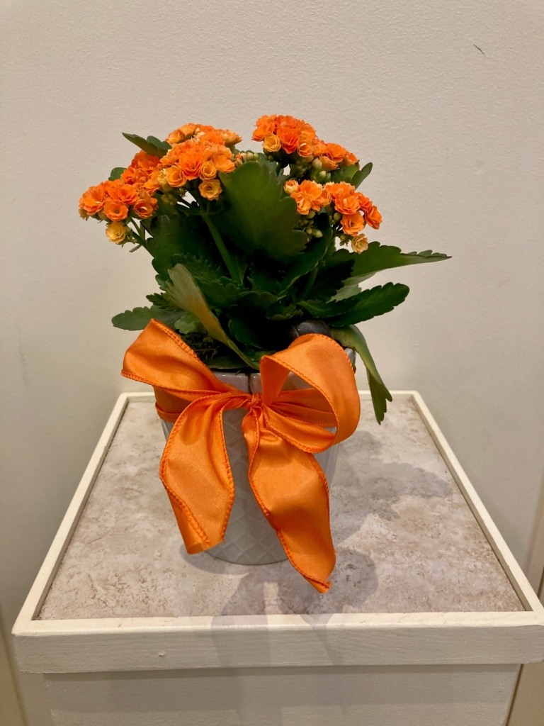 Orange alanchoes tied with an orange ribbon